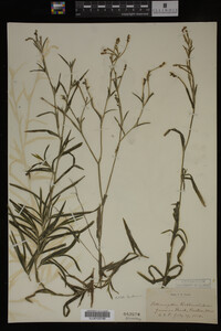 Potamogeton robbinsii image