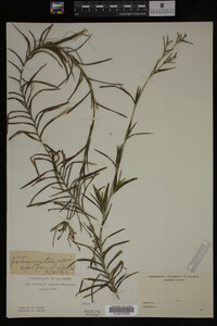 Potamogeton robbinsii image