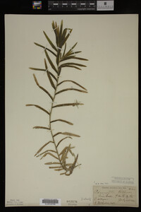 Potamogeton robbinsii image