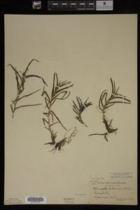 Potamogeton robbinsii image