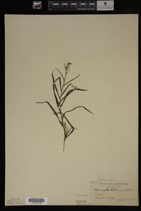 Potamogeton robbinsii image