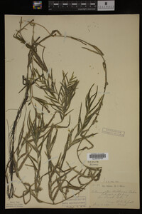 Potamogeton robbinsii image
