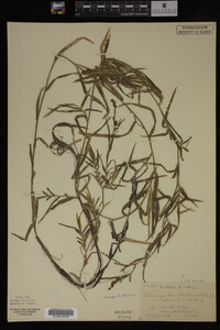 Potamogeton robbinsii image