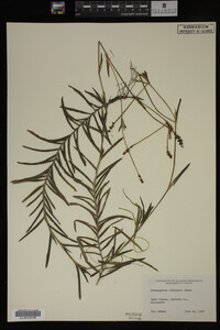 Potamogeton robbinsii image