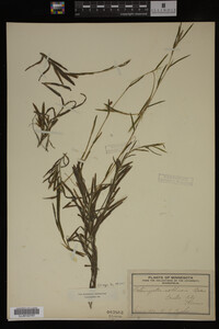 Potamogeton robbinsii image