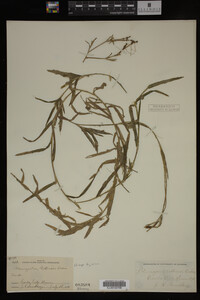 Potamogeton robbinsii image