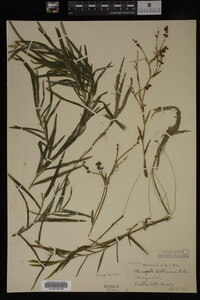 Potamogeton robbinsii image