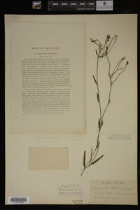 Potamogeton robbinsii image