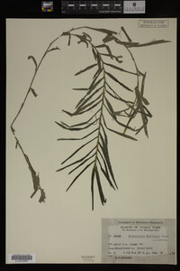 Potamogeton robbinsii image