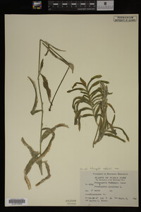Potamogeton robbinsii image