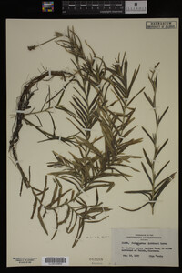 Potamogeton robbinsii image
