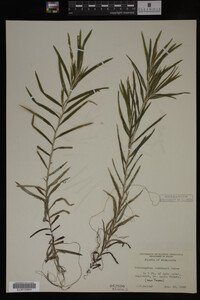 Potamogeton robbinsii image