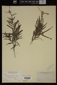 Potamogeton robbinsii image
