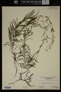 Potamogeton robbinsii image