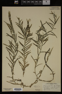 Potamogeton robbinsii image