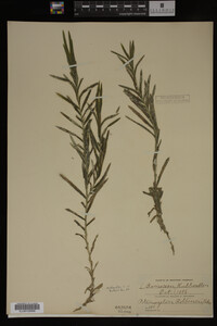 Potamogeton robbinsii image