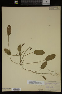 Potamogeton gramineus image