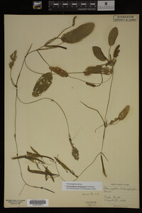 Potamogeton gramineus image