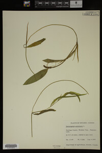 Potamogeton gramineus image