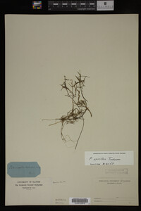 Potamogeton spirillus image