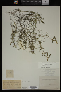 Potamogeton spirillus image