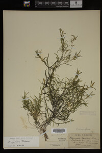 Potamogeton spirillus image
