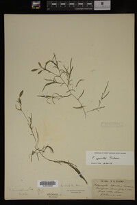 Potamogeton spirillus image