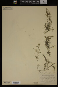 Potamogeton spirillus image