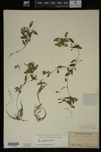 Potamogeton spirillus image