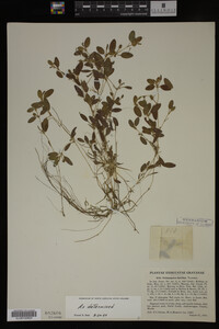 Potamogeton spirillus image