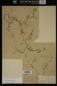 Potamogeton spirillus image