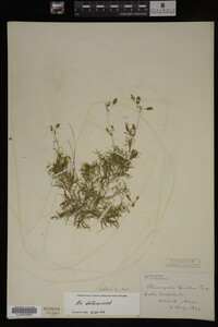 Potamogeton spirillus image