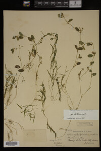 Potamogeton spirillus image