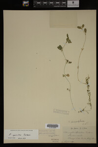 Potamogeton spirillus image