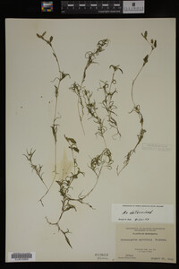 Potamogeton spirillus image
