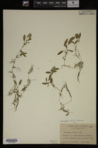 Potamogeton spirillus image