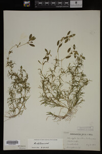 Potamogeton spirillus image