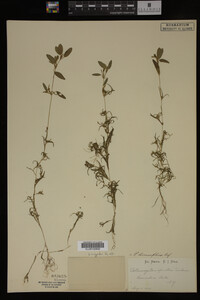 Potamogeton spirillus image
