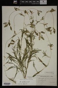 Potamogeton spirillus image