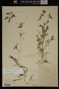 Potamogeton spirillus image