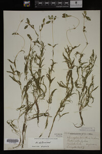 Potamogeton spirillus image