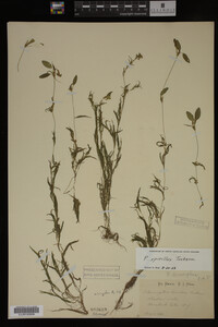 Potamogeton spirillus image