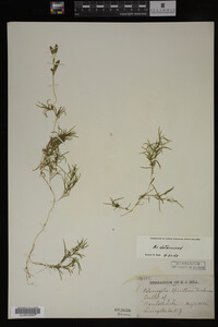 Potamogeton spirillus image