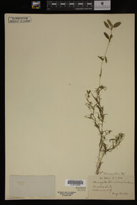 Potamogeton spirillus image
