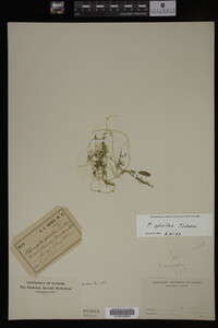 Media resource of Potamogeton spirillus