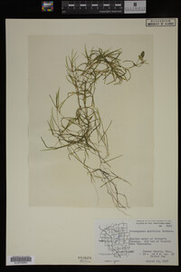 Potamogeton spirillus image