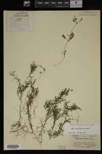 Potamogeton spirillus image