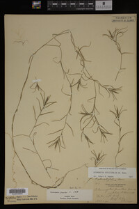 Potamogeton strictifolius image