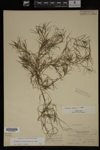 Potamogeton strictifolius image