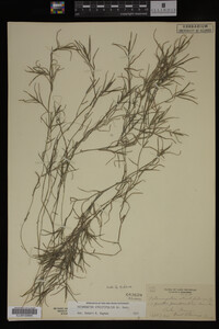 Potamogeton strictifolius image